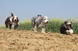 BEARDED COLLIE 222